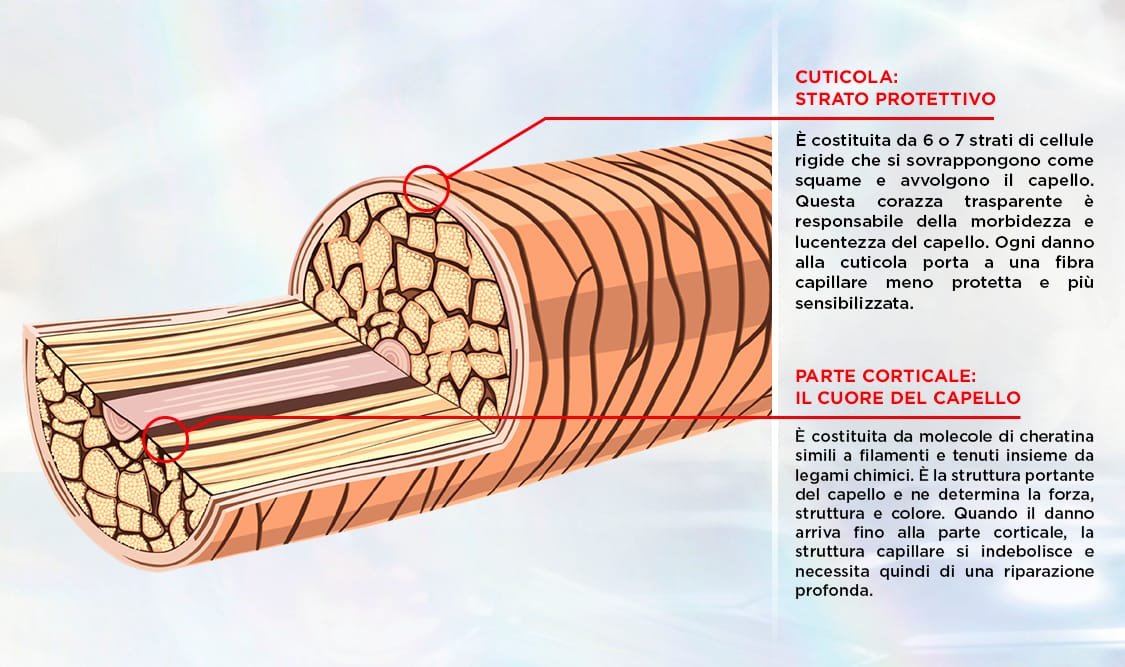 1 HAIR STRUCTURE